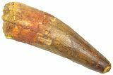 Fossil Spinosaurus Tooth - Feeding Worn Tip #361299-1